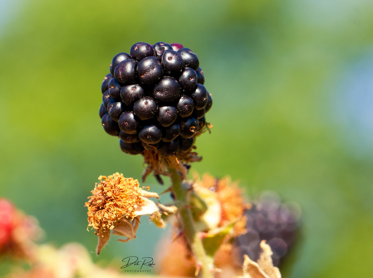 brombeere_17072022.jpg