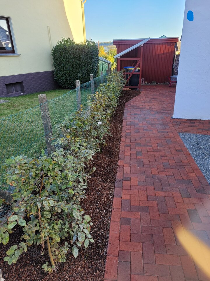 Buchenhecke.jpg