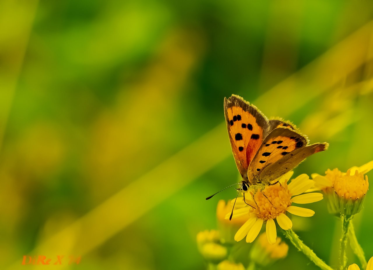 Butterfly on flower_12072019.jpg