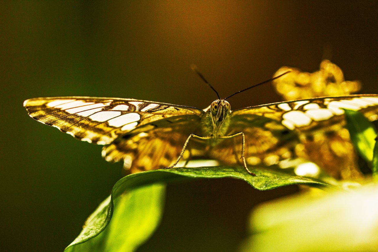 Butterfly_22052019_02.jpg