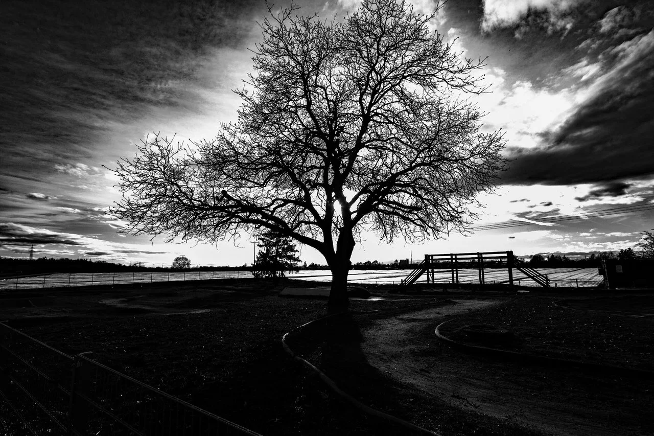 BW_tree_PS.webp