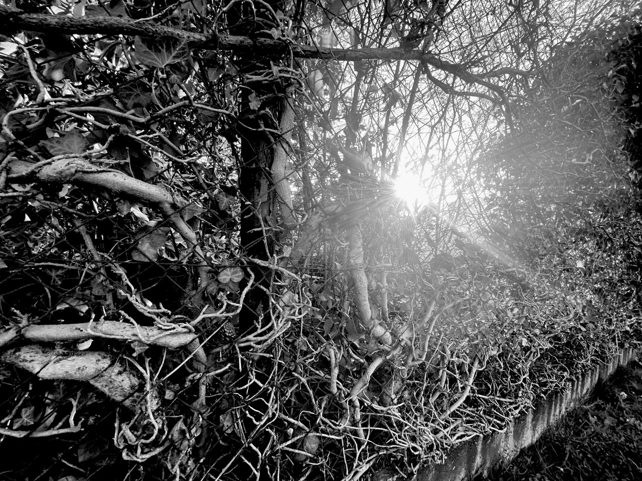 C296F510-8BE0-483D-B11A-F532E0364692.jpeg