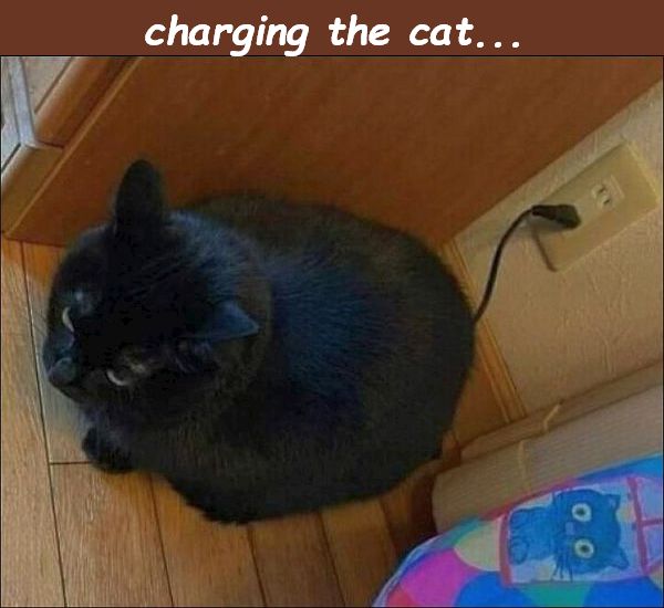 cat charging.jpg