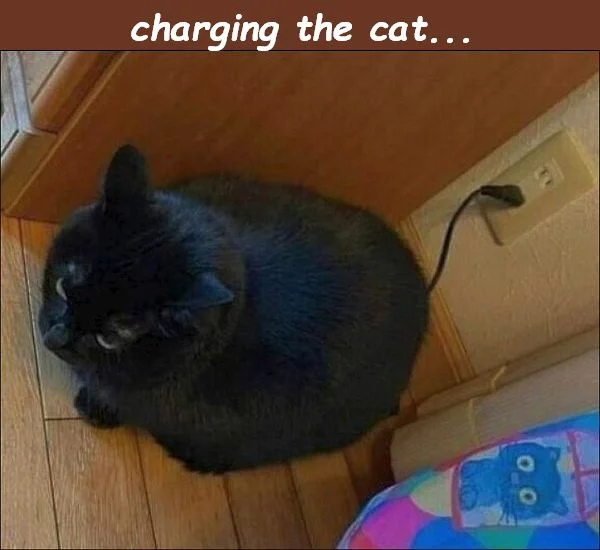 cat charging.webp