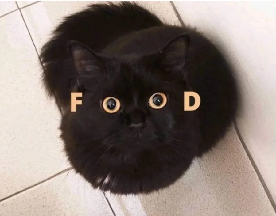 cat food.webp