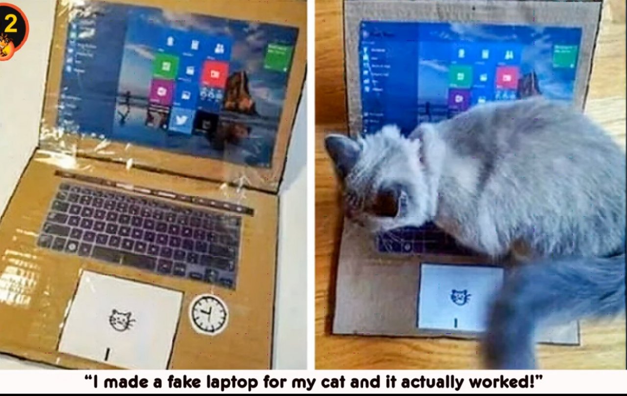 Cat.jpg