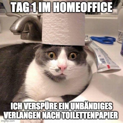 cat tp homoffioce.jpg