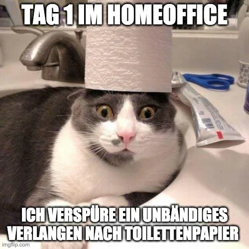 cat tp homoffioce.webp