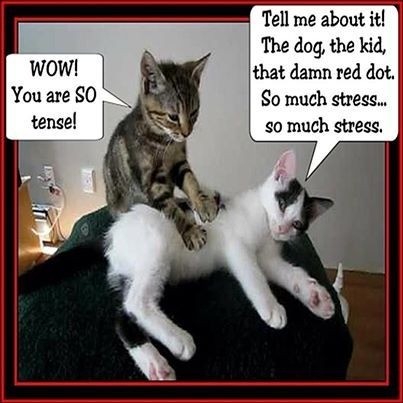 cats.jpeg