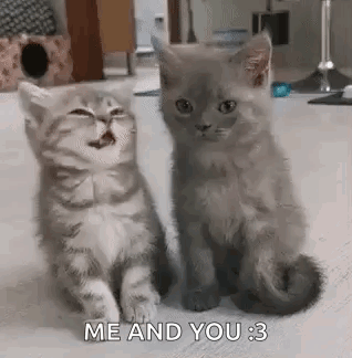 CatsKittensGIF.gif