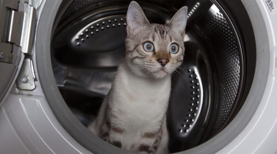 cattumbler.jpg