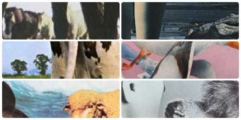 collage.png