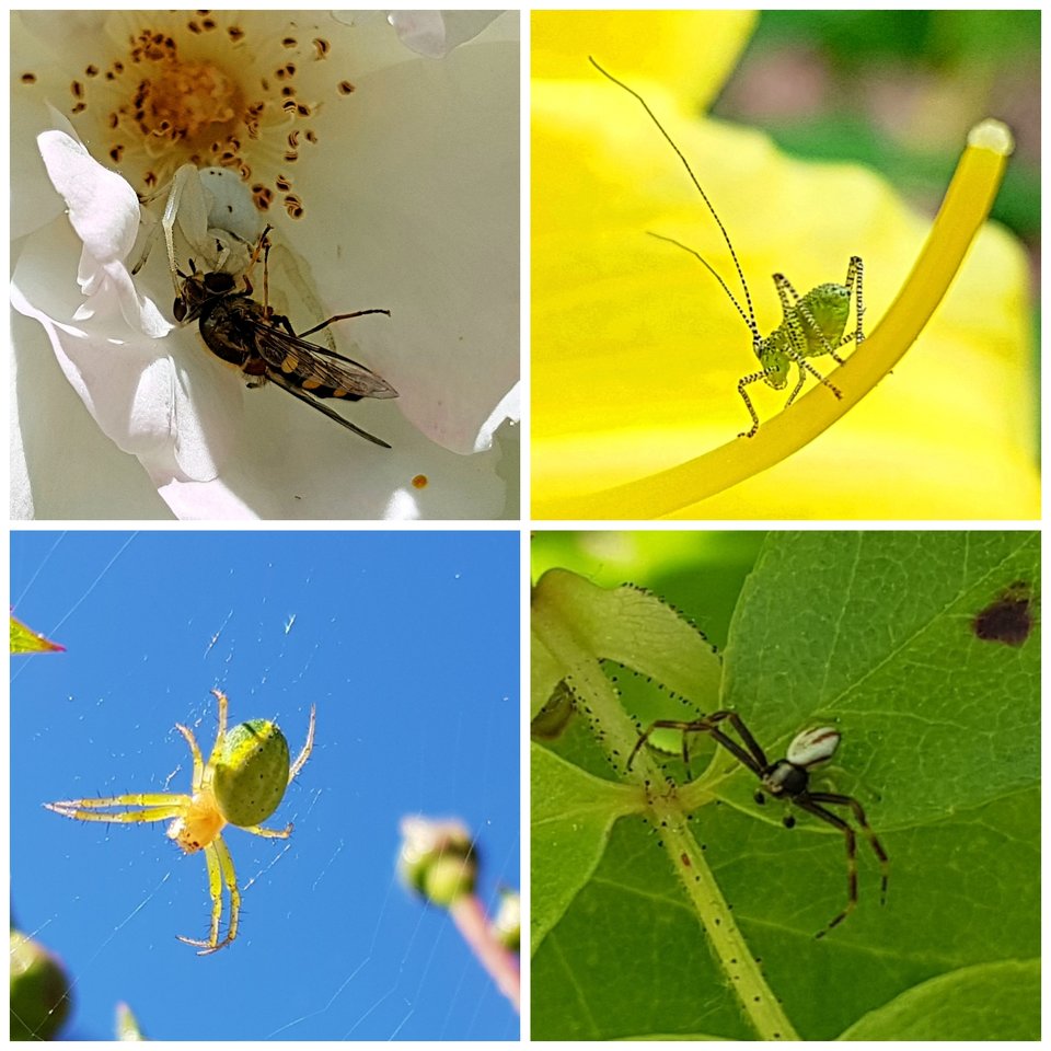 collagemaker_2020638459162.jpg