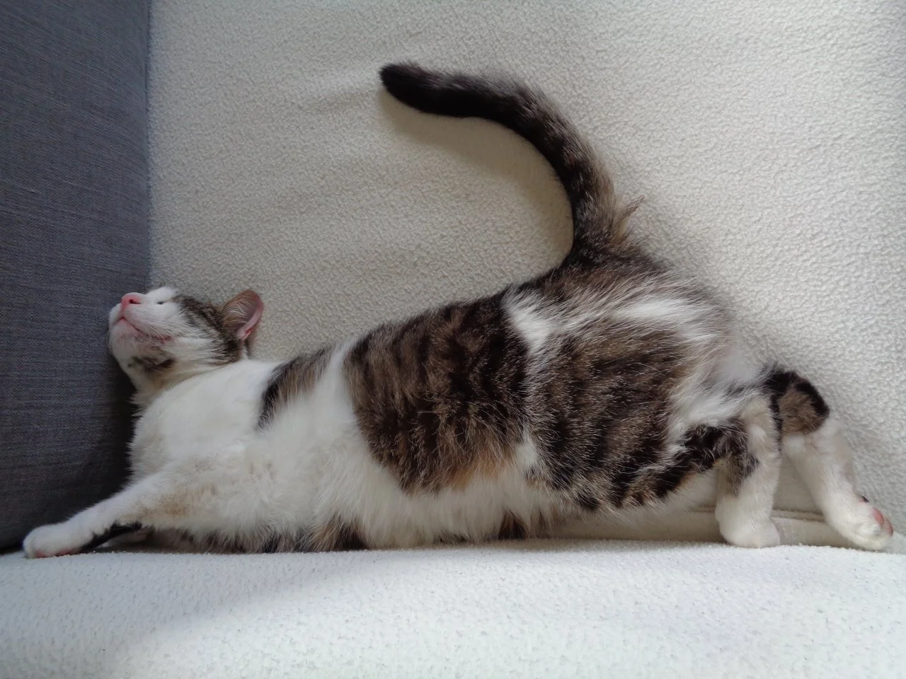 Couching.webp