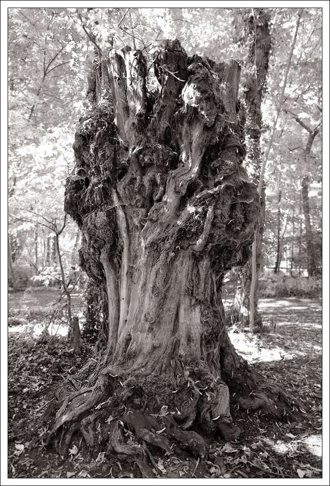 Der tote Baum.jpg