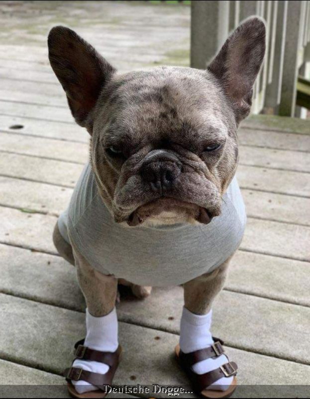 deutsche Dogge_u.jpg