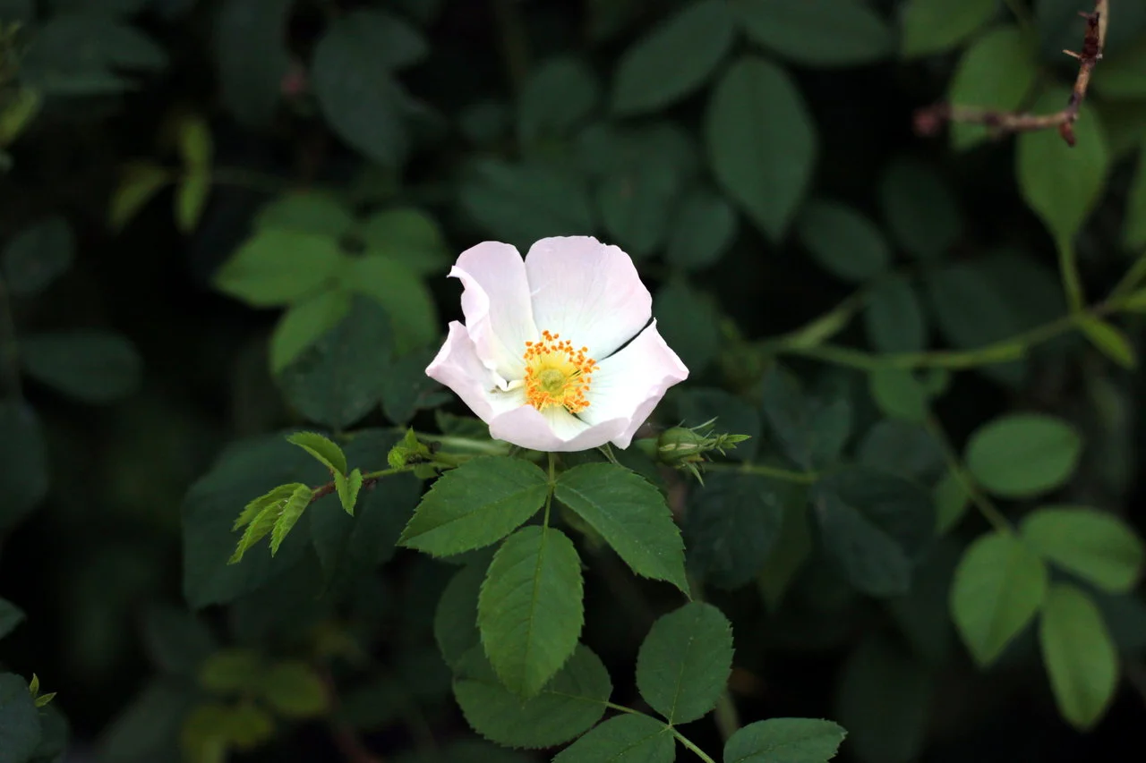 div.26_27042018 089.webp