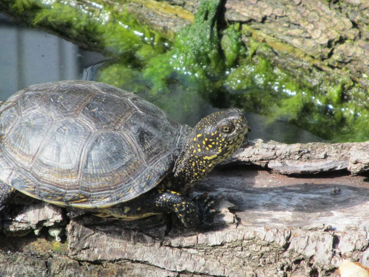 diverse 25.09.2016 005.webp