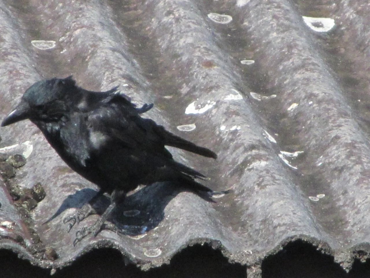 diverse 25.09.2016 006.webp