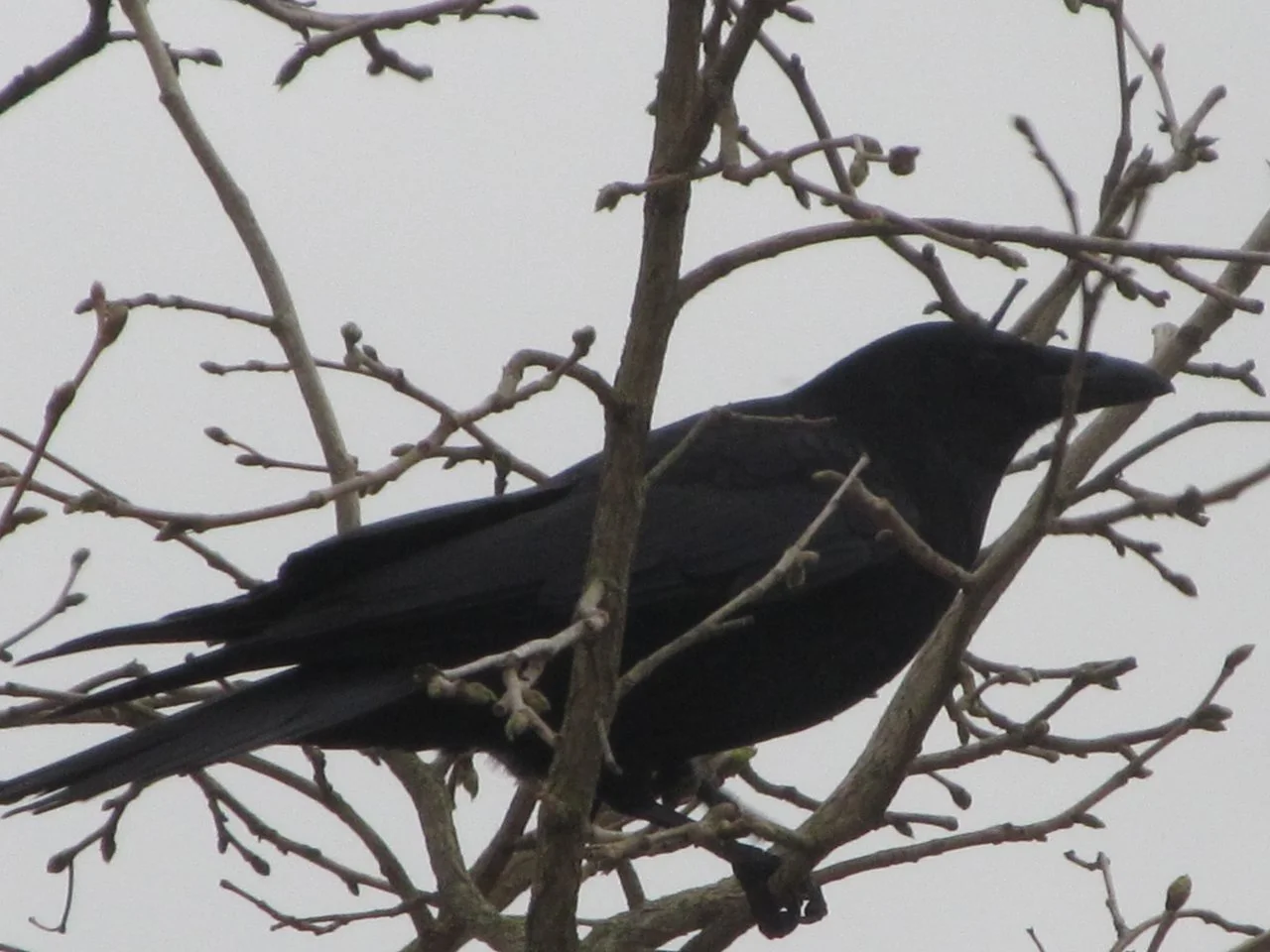 diverse03_04_2017 003.webp