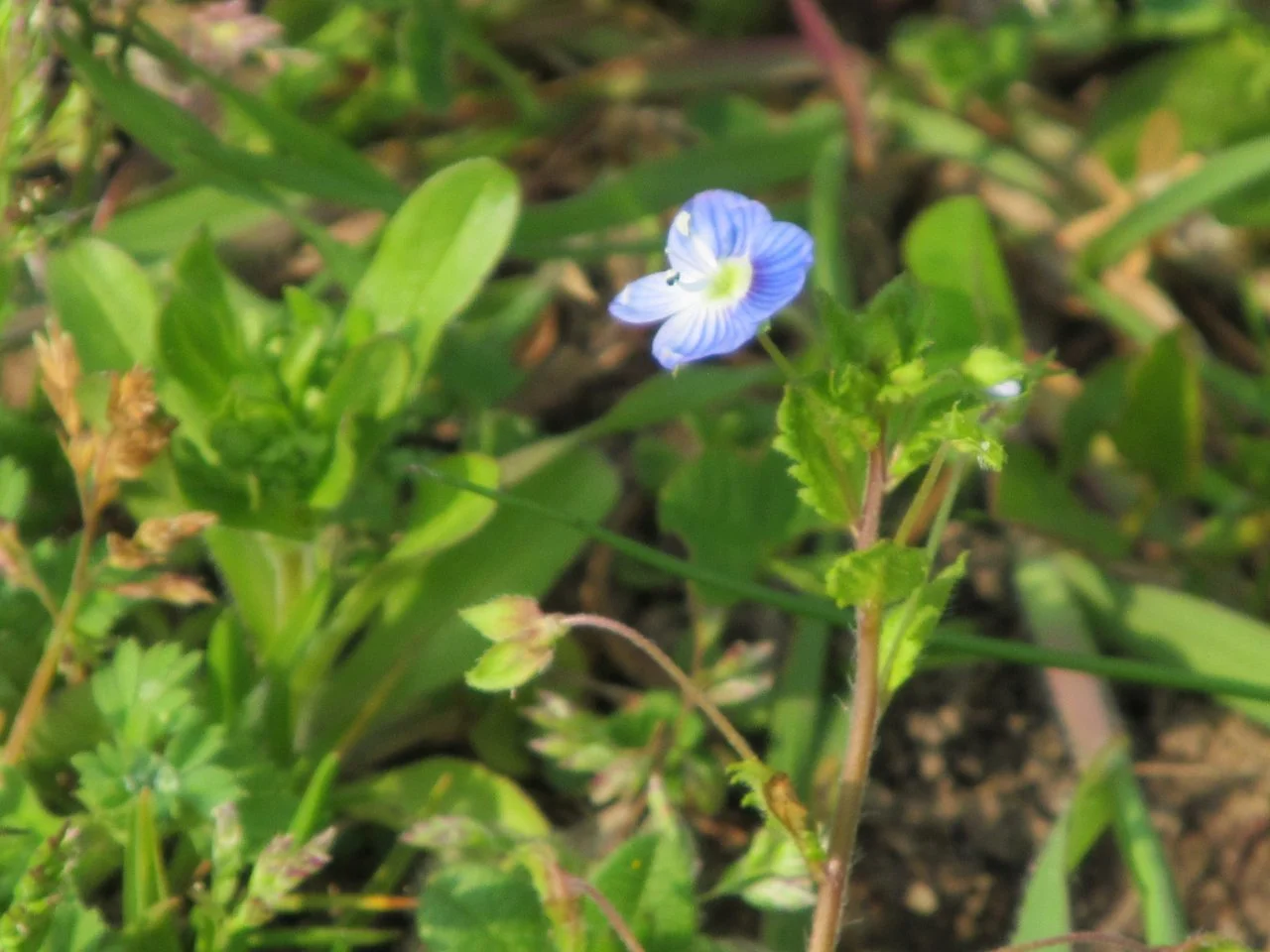 diverse03_04_2017 015.webp