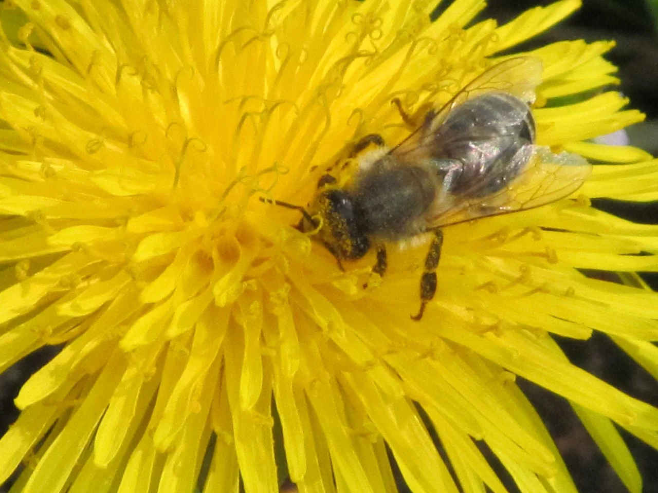 diverse03_04_2017 017.webp