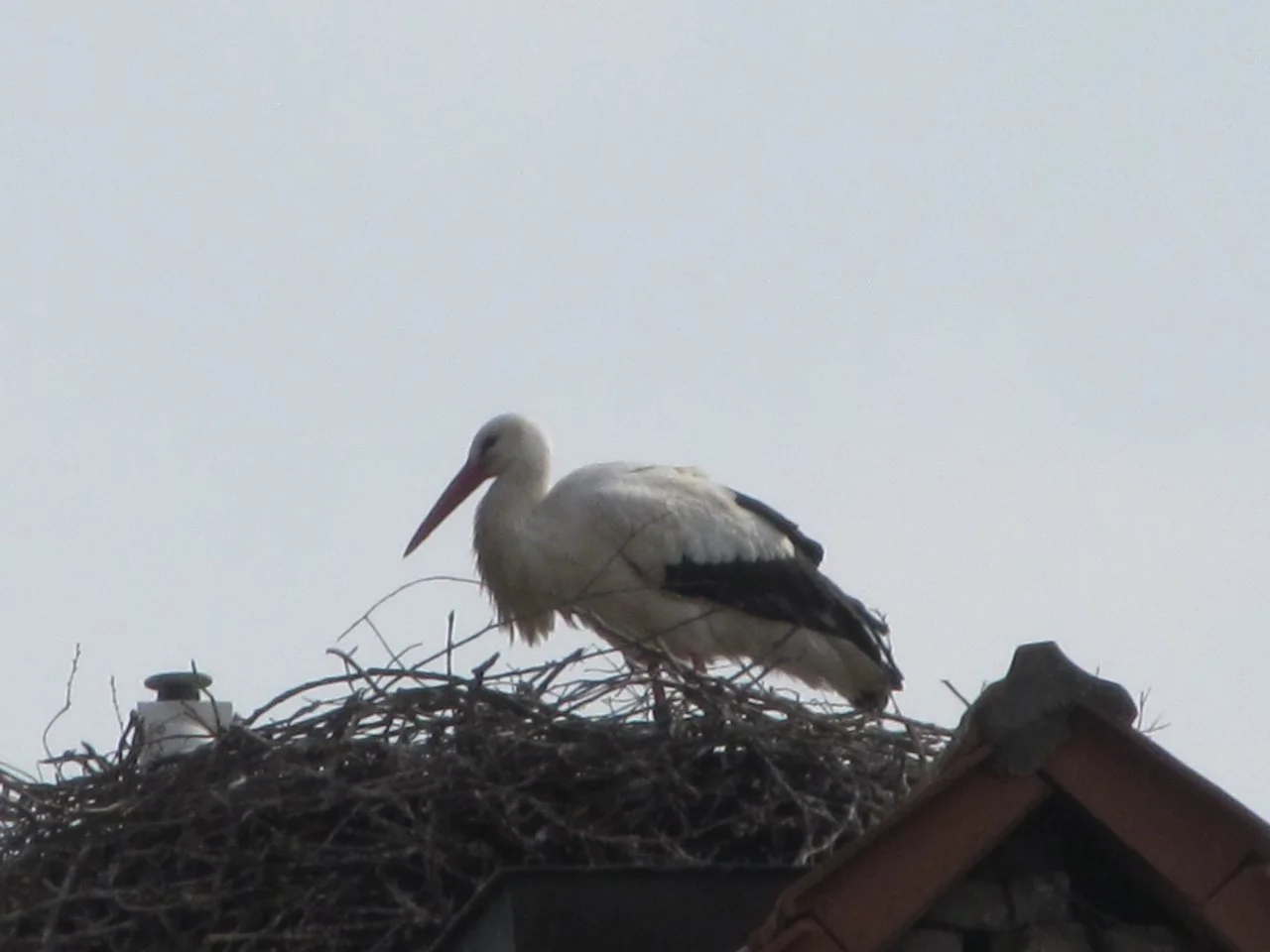 diverse03_04_2017 024.webp