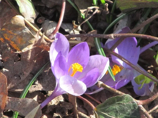 diverse13032017 023.webp