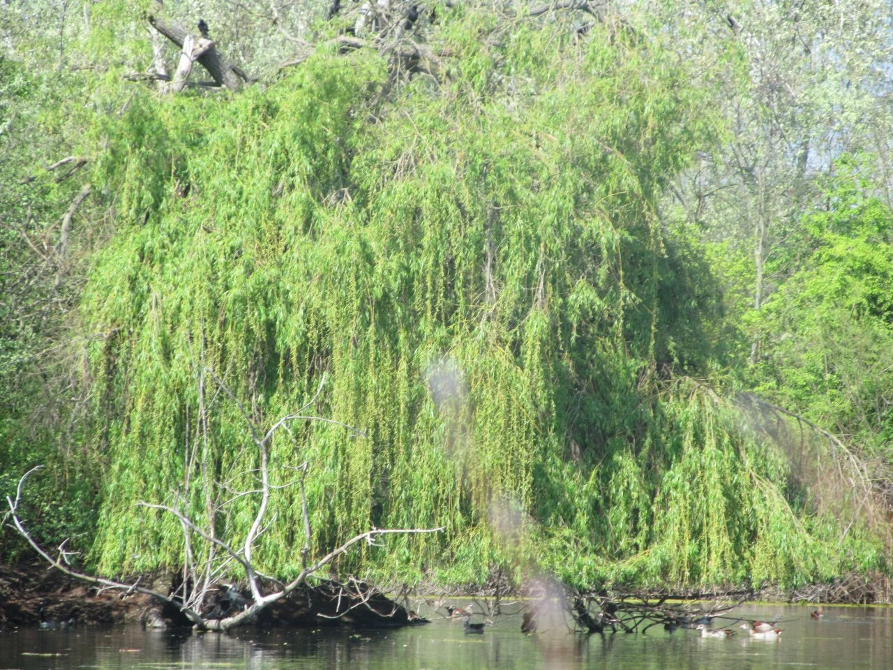 diverse_10042017 157.webp