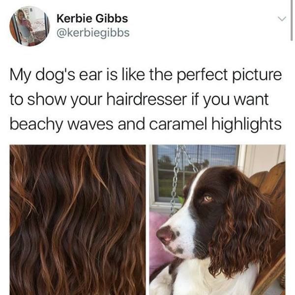dog_haircut_template.jpg