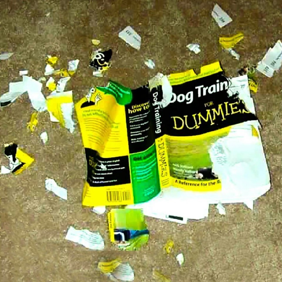 Dogtraining.jpg