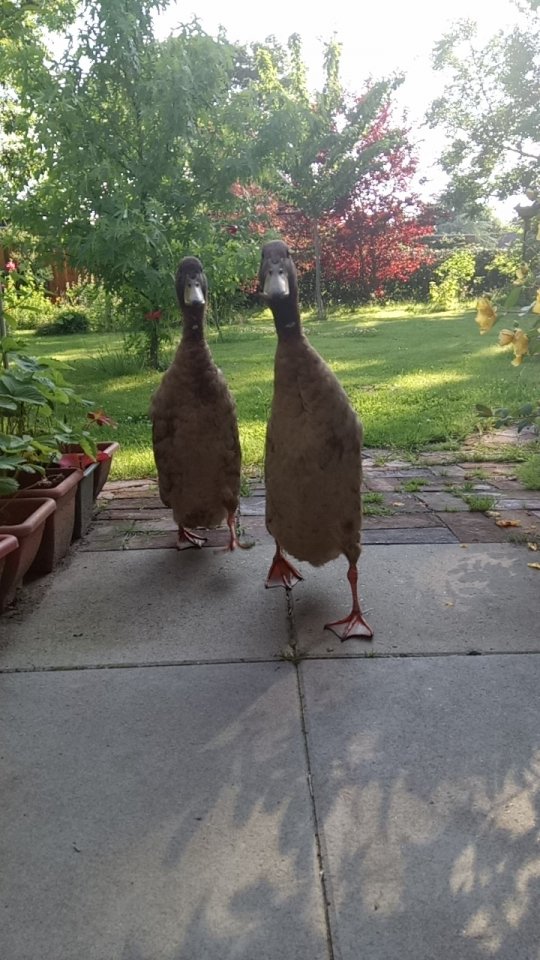 downloadfile-407-jpeg.284255
