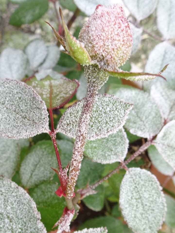 DSC06135 ct107.JPG