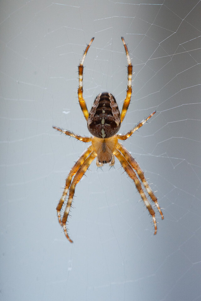 DSC_2688.jpg