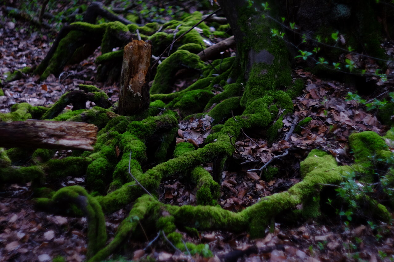 DSCF0400.JPG