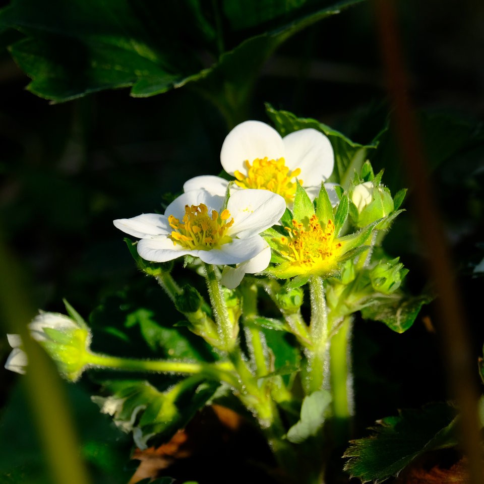 DSCF3632.jpg