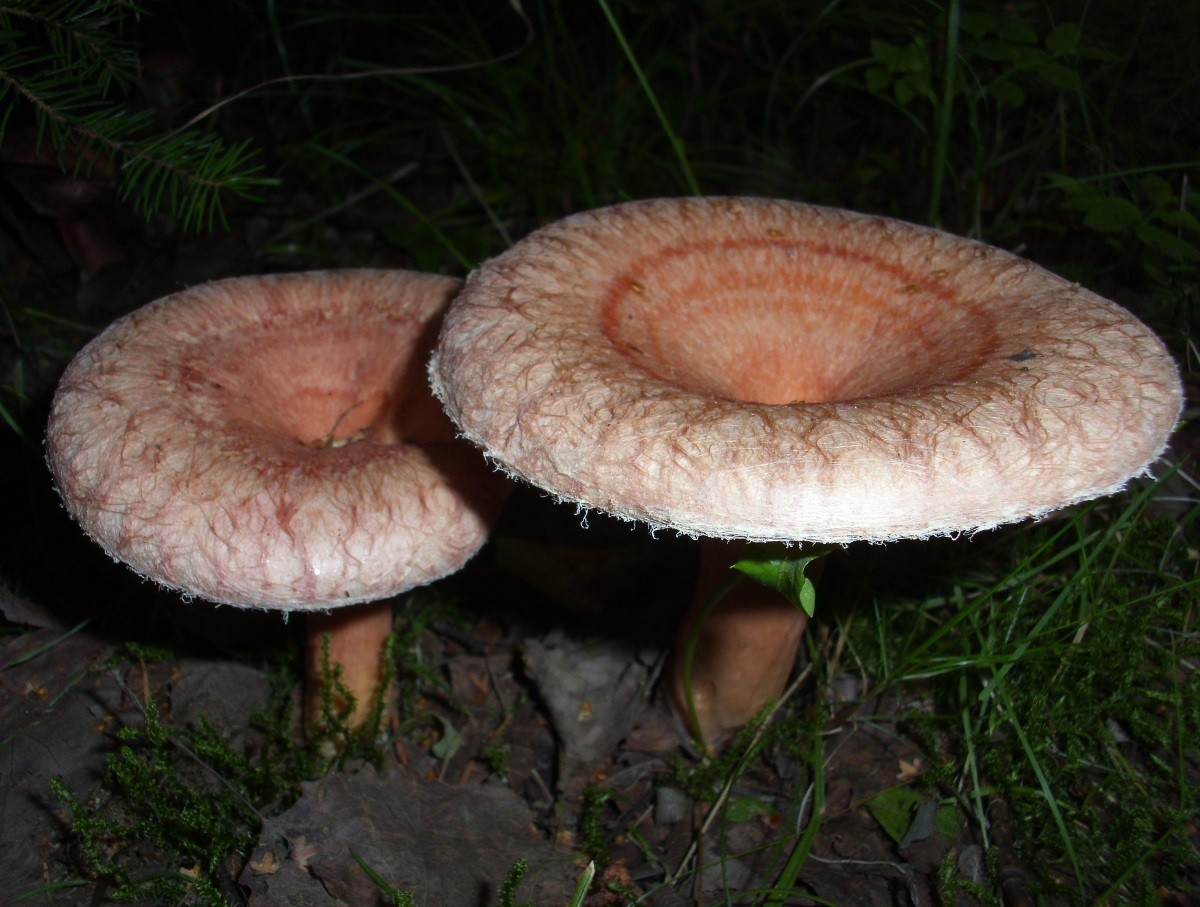 DSCI0005 (2).JPG