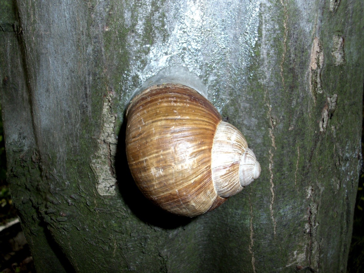 DSCI0006.JPG