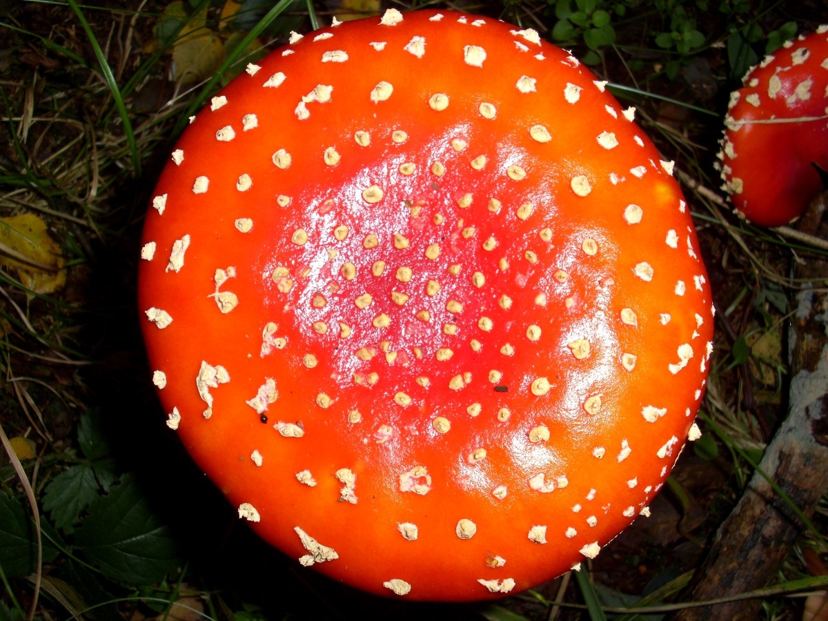 DSCI0010.JPG