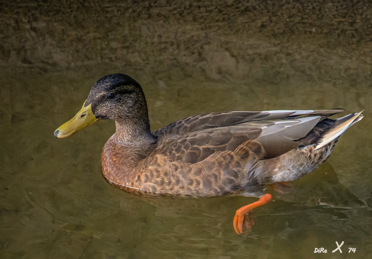 duck_18082019.jpg