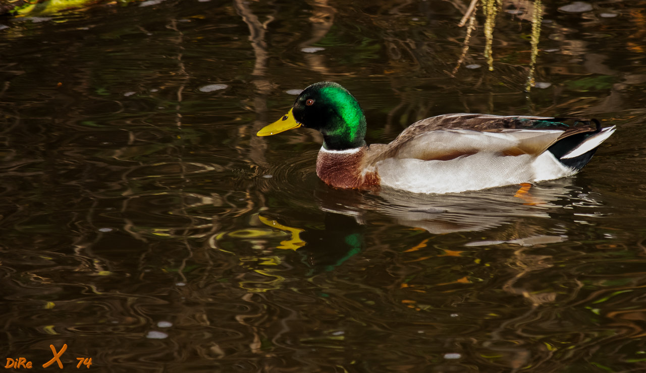 duck_28102020-2.jpg