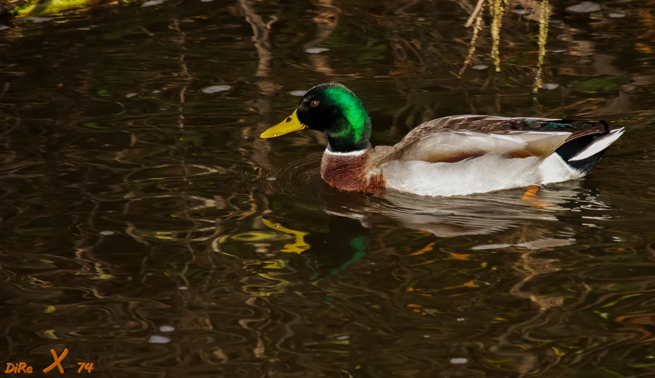 duck_28102020-2.webp