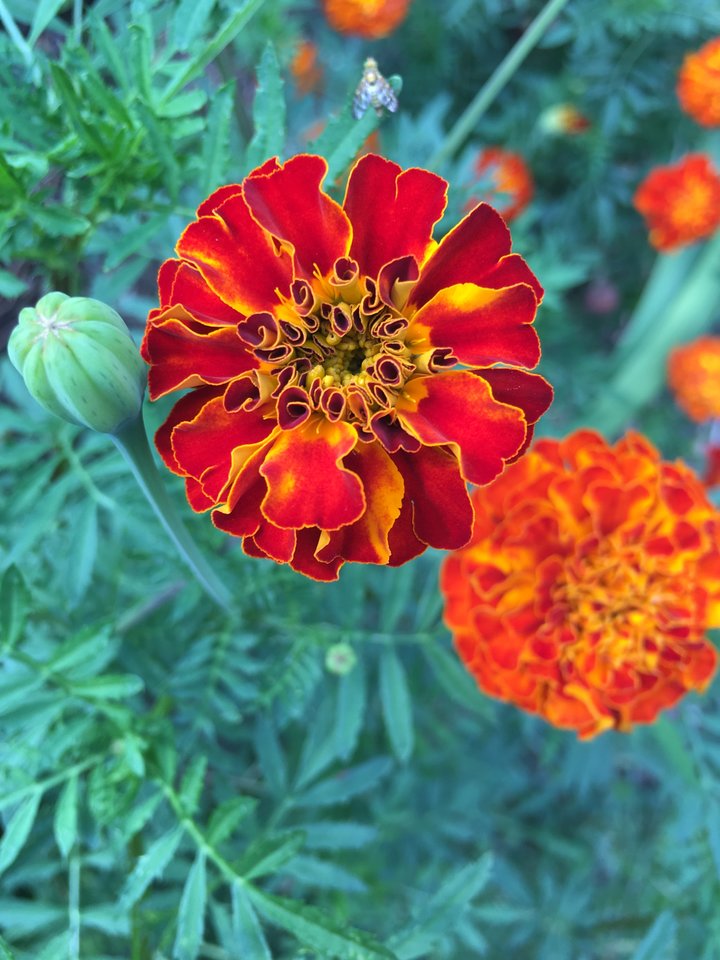 E506AB50-2D60-465C-B2E3-A57E6AC08A63.jpeg