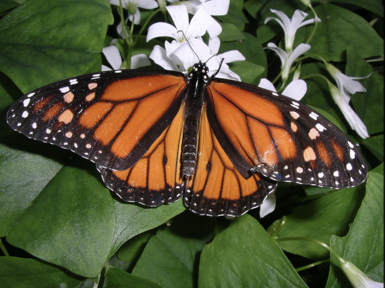 E9BEE973-71B5-4E1A-AB8C-E8D732908AF7.jpeg