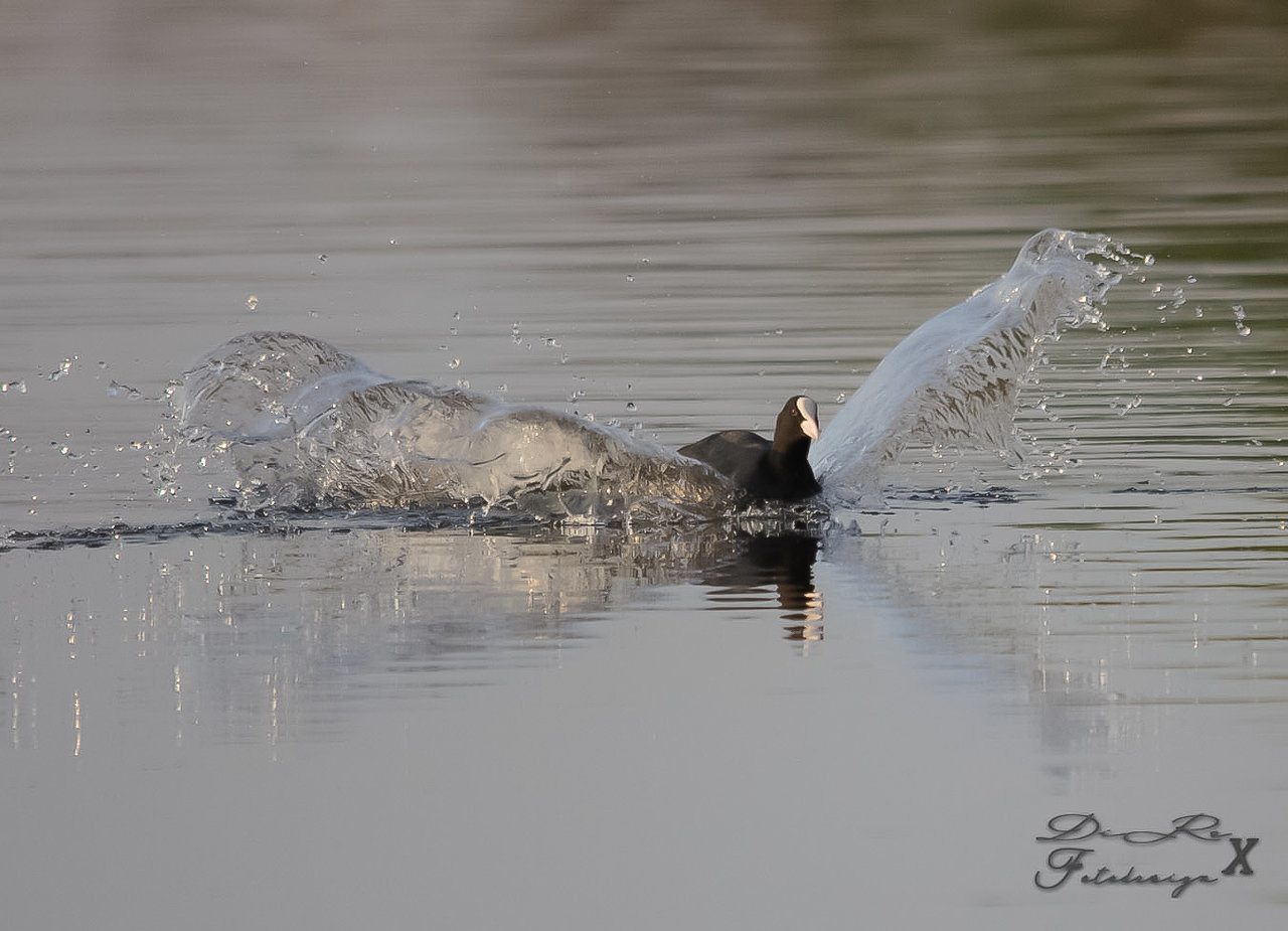 eagle has landed_24072019.jpg