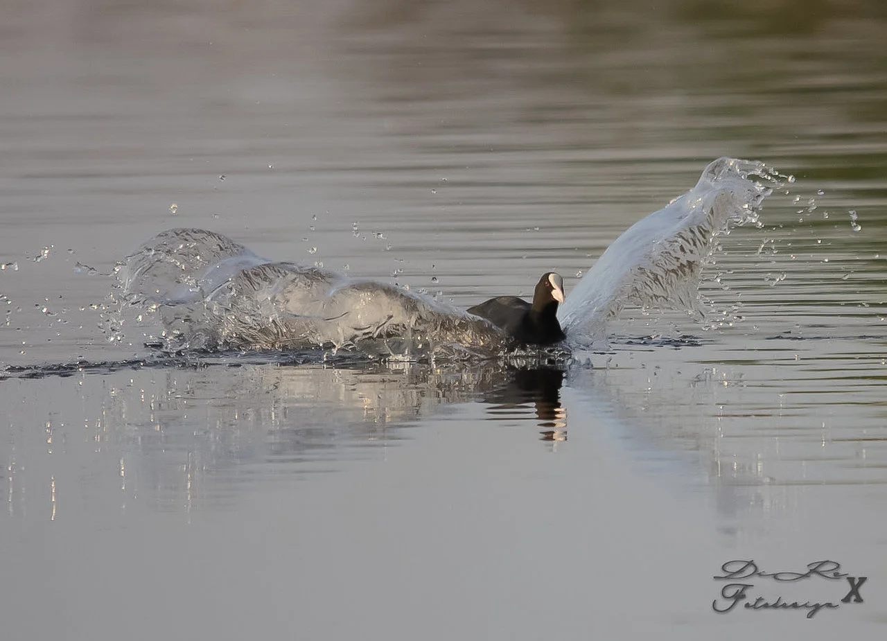 eagle has landed_24072019.webp