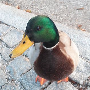 ente.jpg