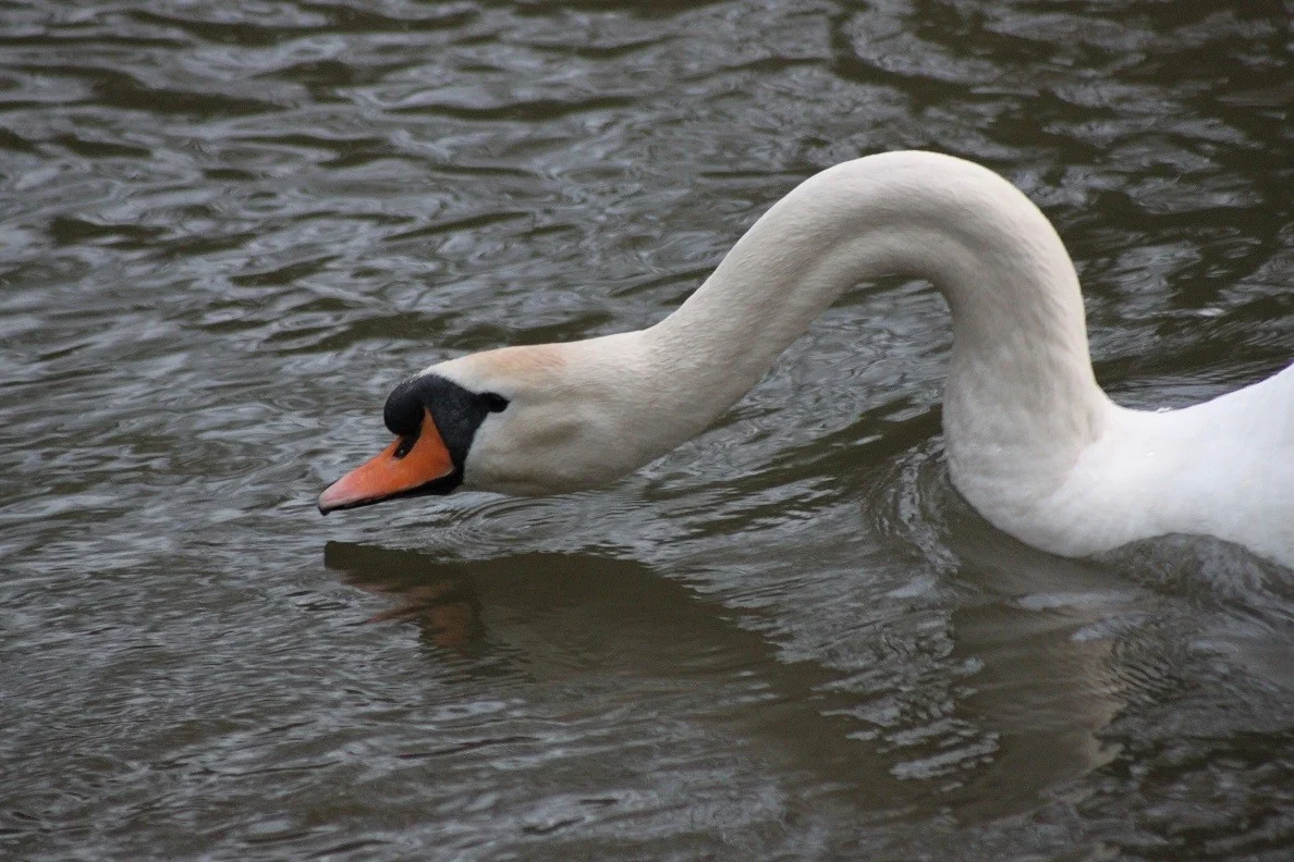 eos 500 first 028.webp