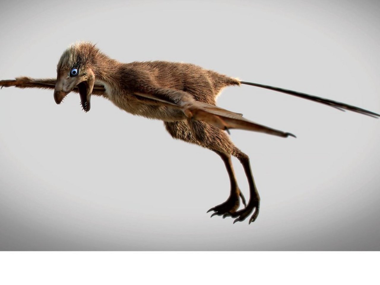 Er-flog-wie-eine-Fledermaus-Forscher-finden-Mini-Flugsaurier_reference_4_3.jpg