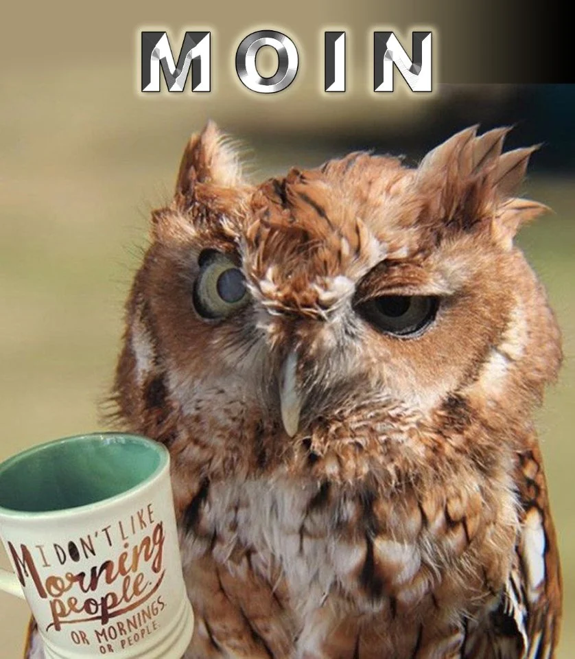 Eule Geosammler16530_2.webp